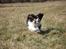 Cavalier king charles spaniel Bella Saphira Kokhus