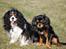 Cavalier king charles spaniel Bella Saphira Kokhus