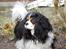 Cavalier king charles spaniel Bella Saphira Kokhus