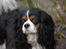 Cavalier king charles spaniel Bella Saphira Kokhus