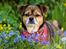 Blanding af racer Lilly - Lilly *April 2015*