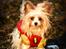 Blanding af racer Bella