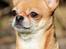 Chihuahua Chihuanas Flush of Hearts - Momo - marts 2015 - Momo 3 år <3