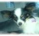 Papillon Sita R.I.P