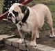 Engelsk bulldog Bjarne