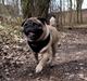 Mops Pelle