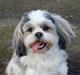 Lhasa apso Tucker