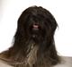 Lhasa apso Storm Royal's Prince Charming
