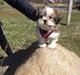 Shih tzu Alma