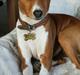 Basenji Molly