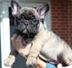 Fransk bulldog Minna 