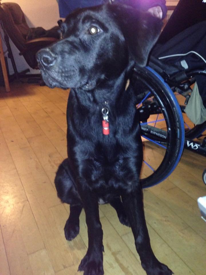 Blanding af racer Maggie billede 4