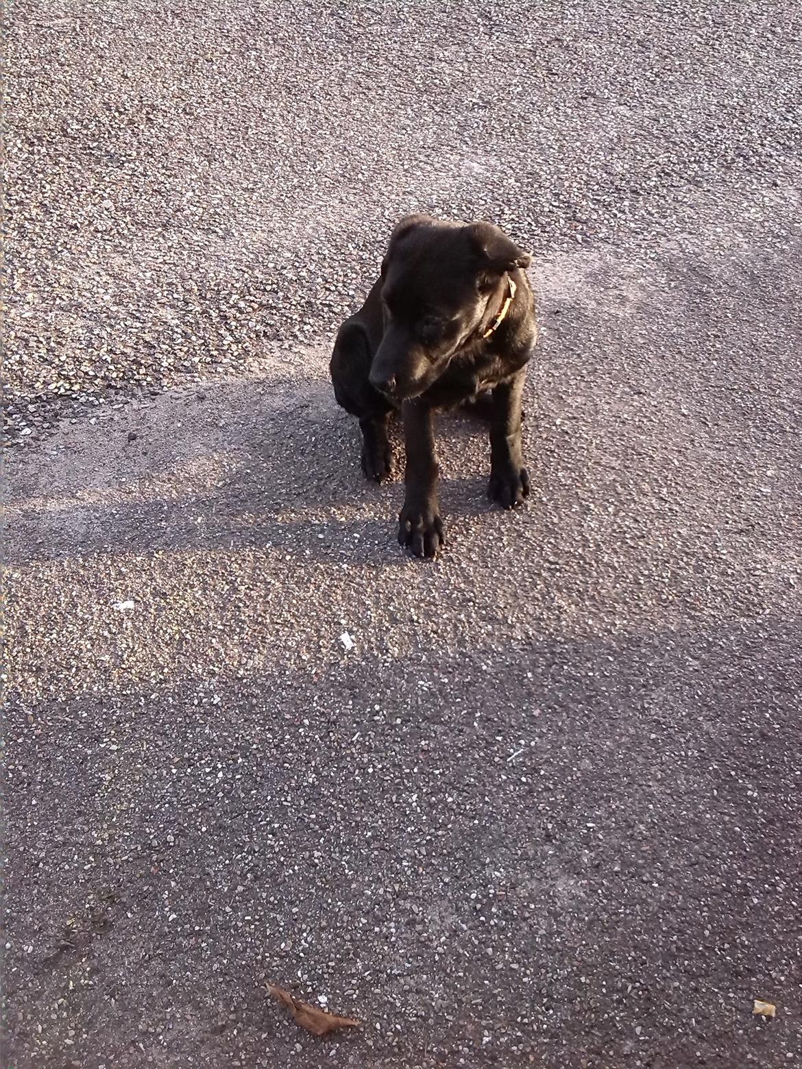 Blanding af racer Maggie billede 1