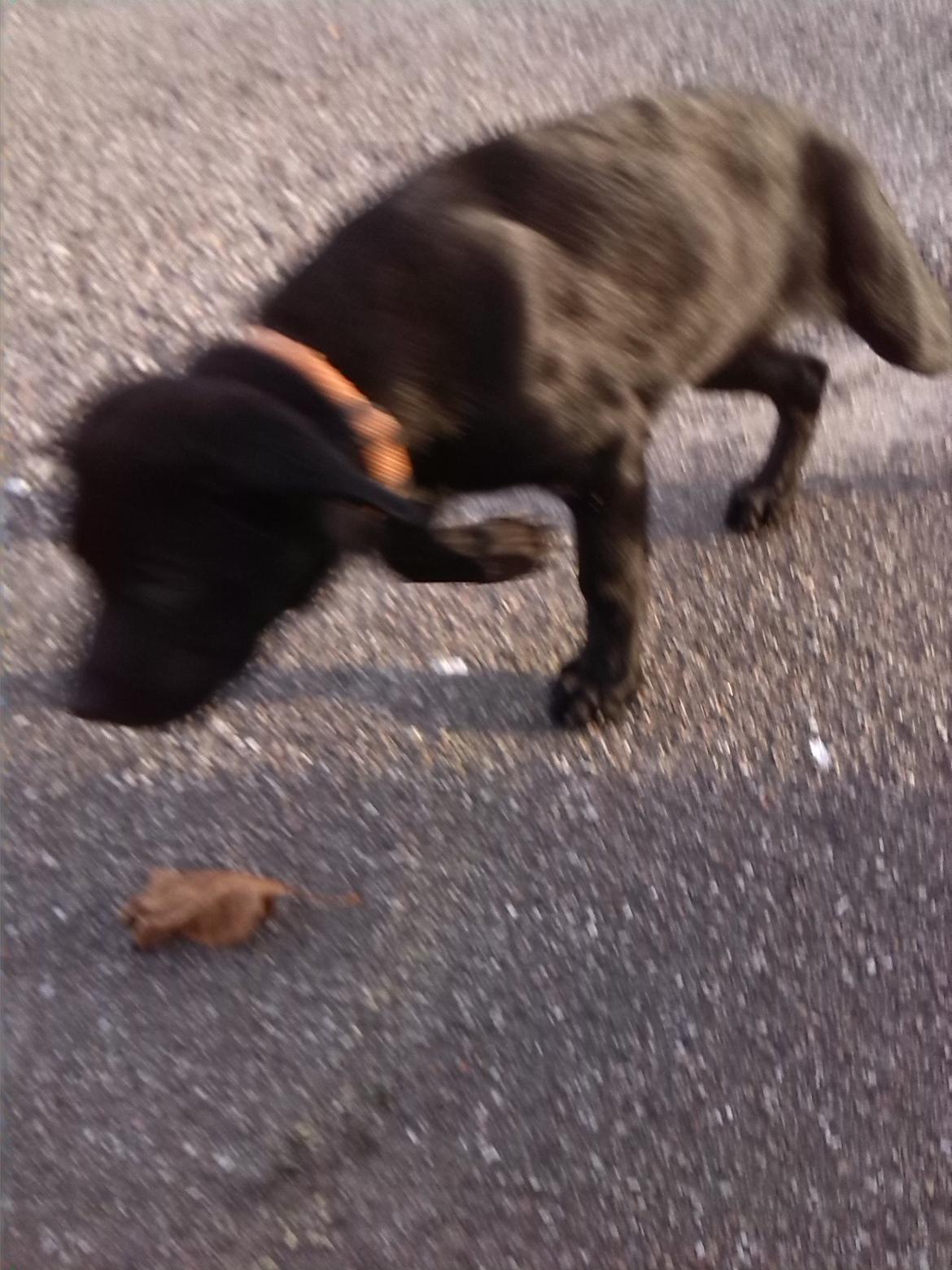 Blanding af racer Maggie billede 3