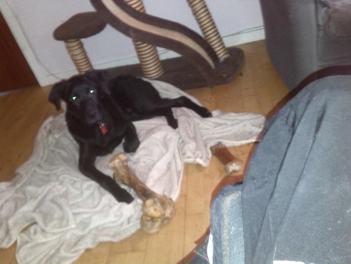 Blanding af racer Maggie billede 5