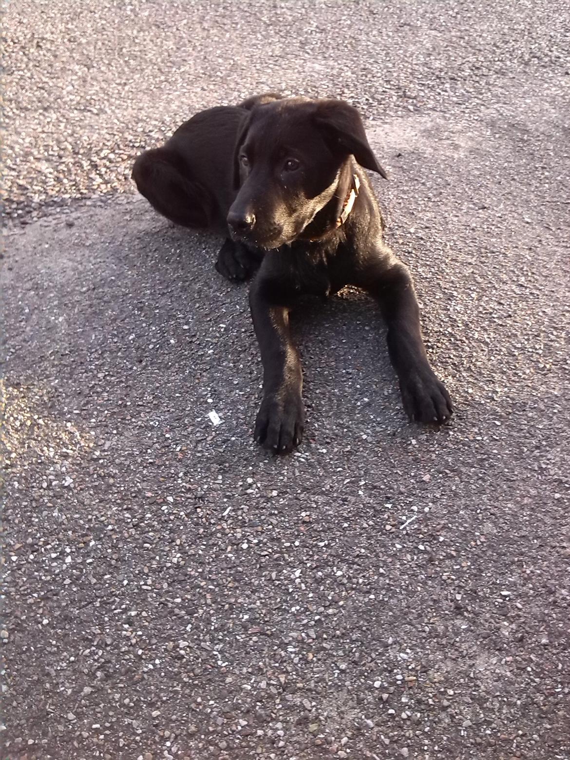 Blanding af racer Maggie billede 2