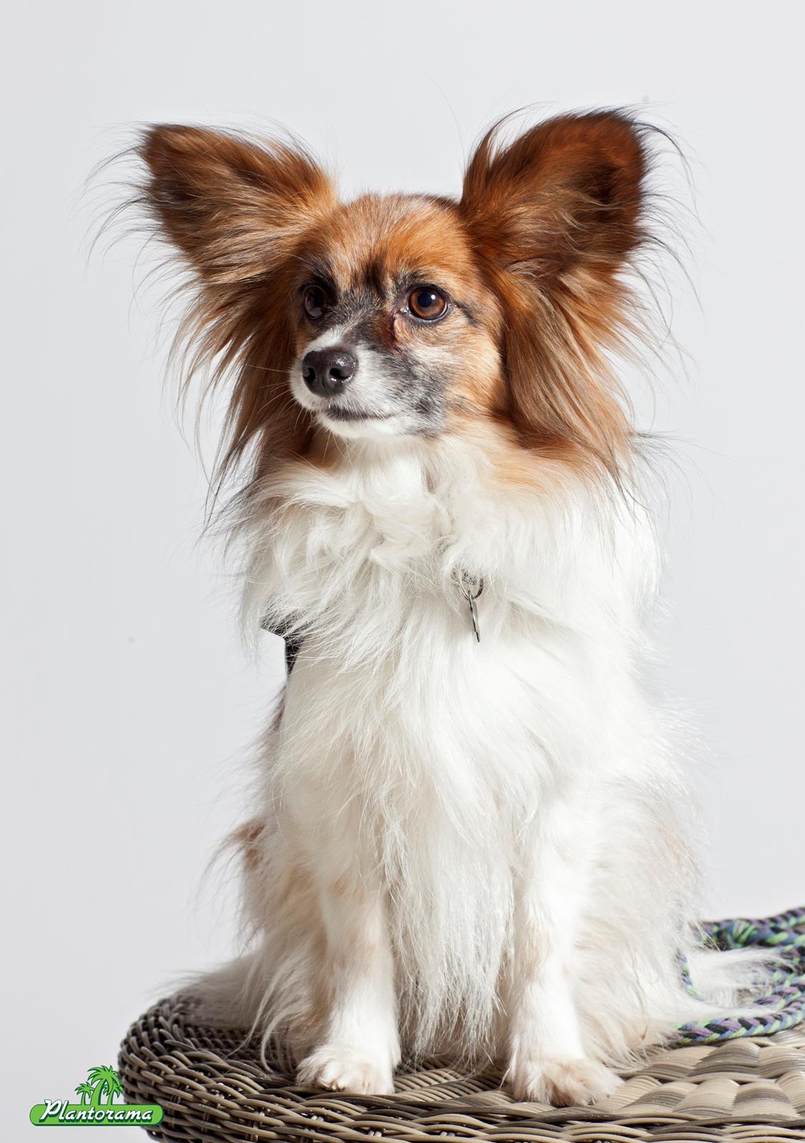 Papillon Charlie billede 9