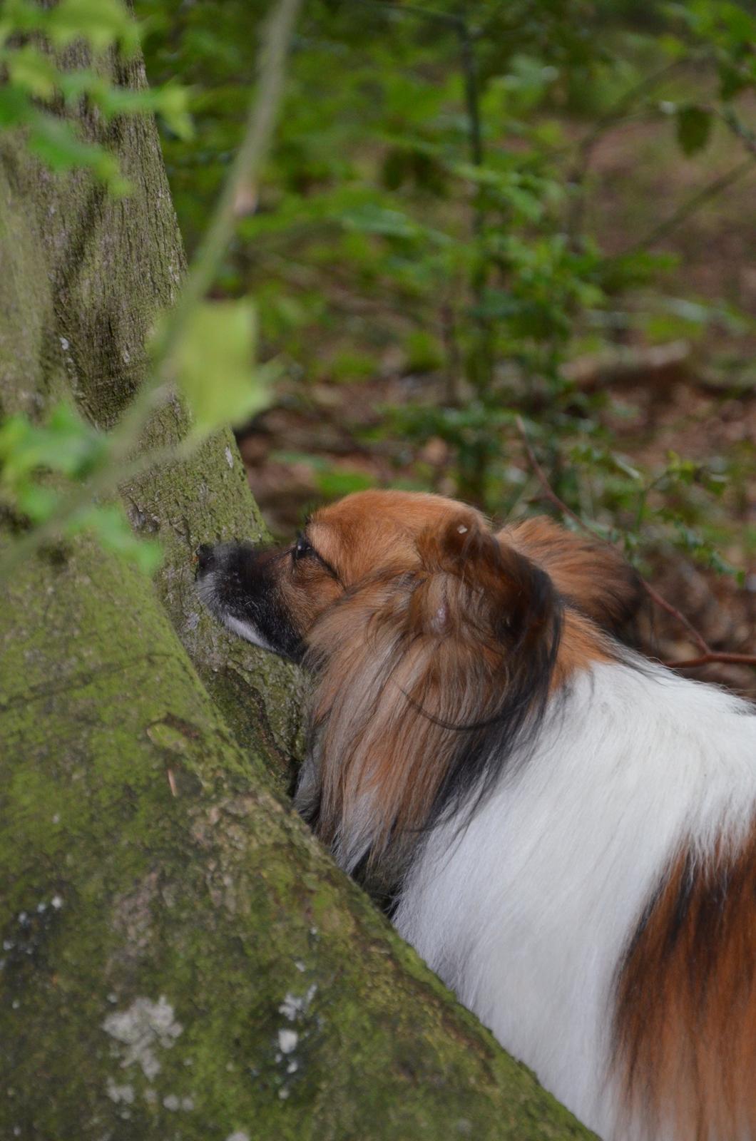 Papillon Charlie - Charlie der leder efter godbider på et træ billede 11