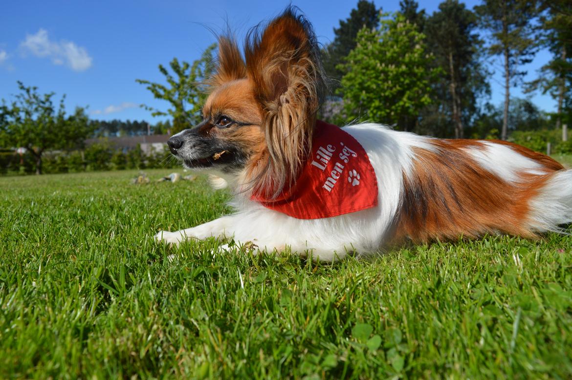 Papillon Charlie billede 12