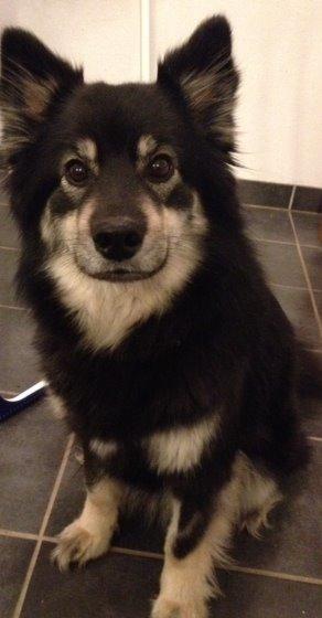 Finsk lapphund Sia billede 1