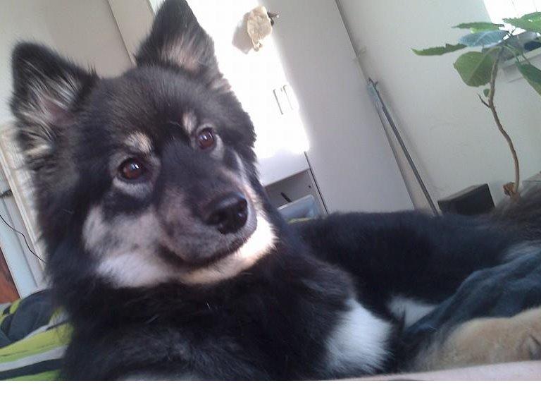 Finsk lapphund Sia billede 2