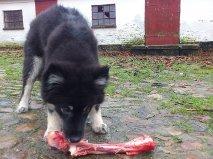 Finsk lapphund Sia billede 3