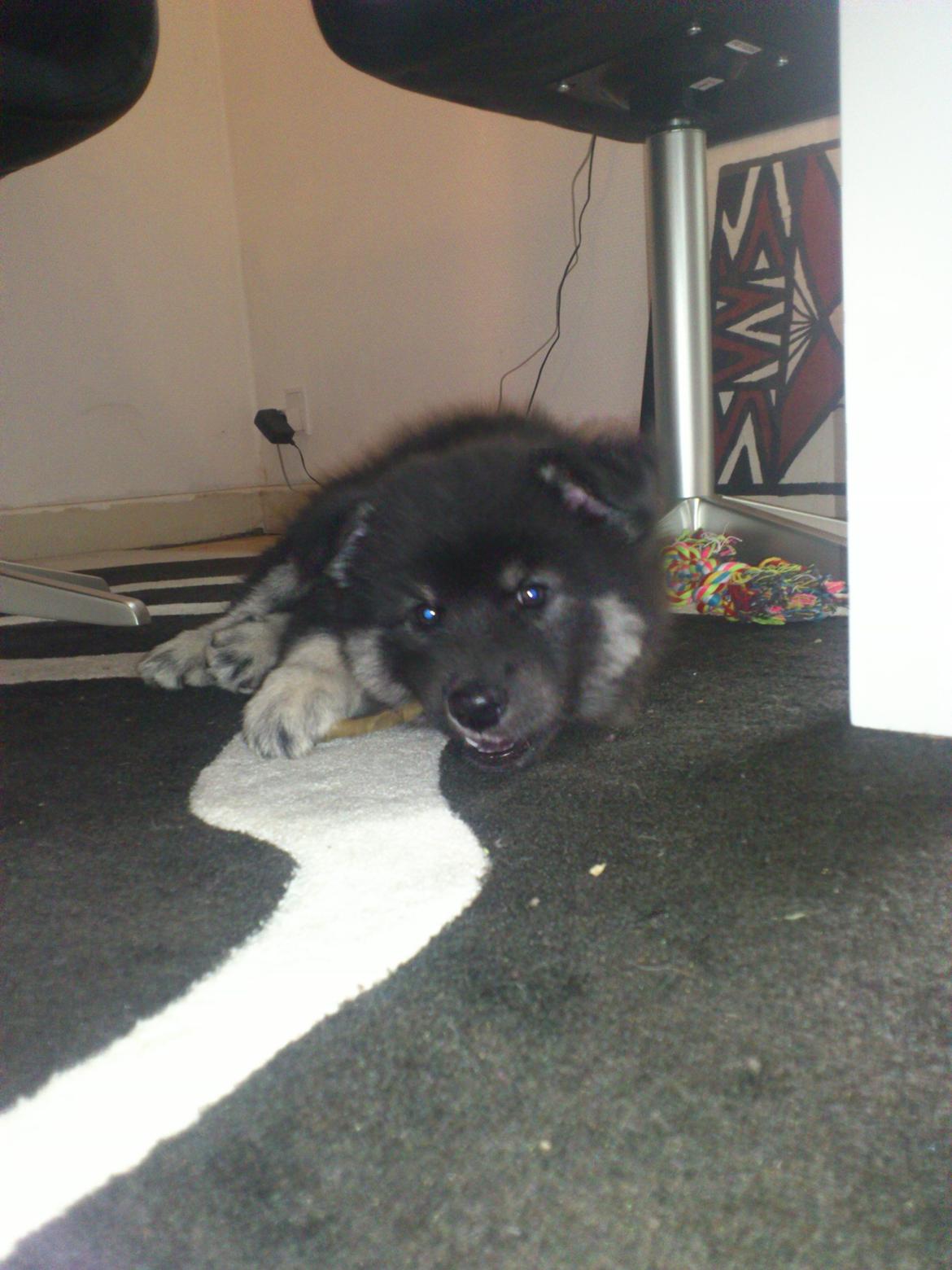 Finsk lapphund Sia billede 4