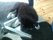 Finsk lapphund Sia billede 5