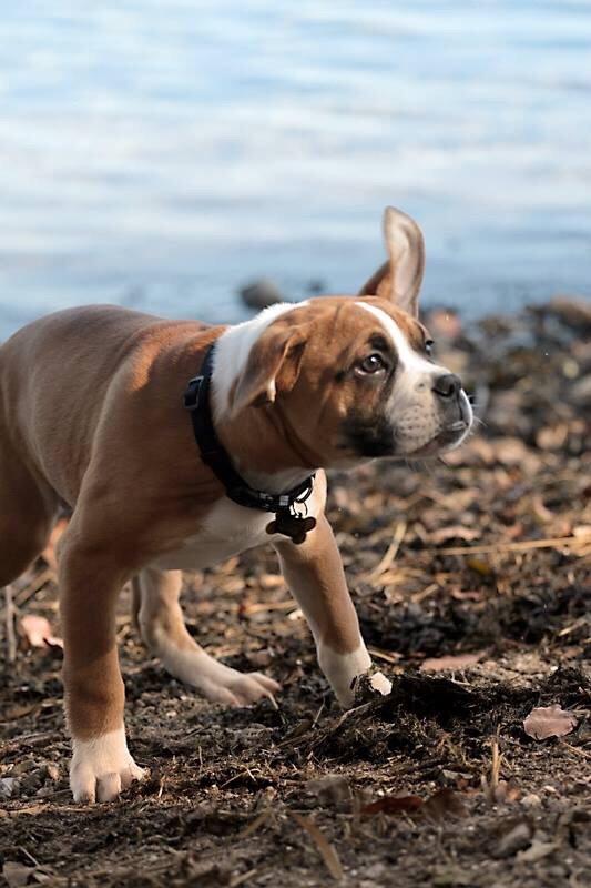 Olde english bulldogge Frankie billede 12