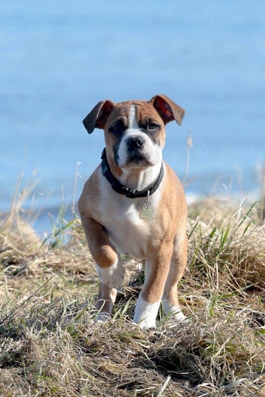 Olde english bulldogge Frankie billede 11