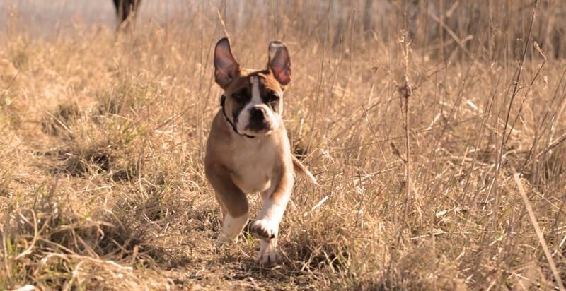 Olde english bulldogge Frankie billede 13