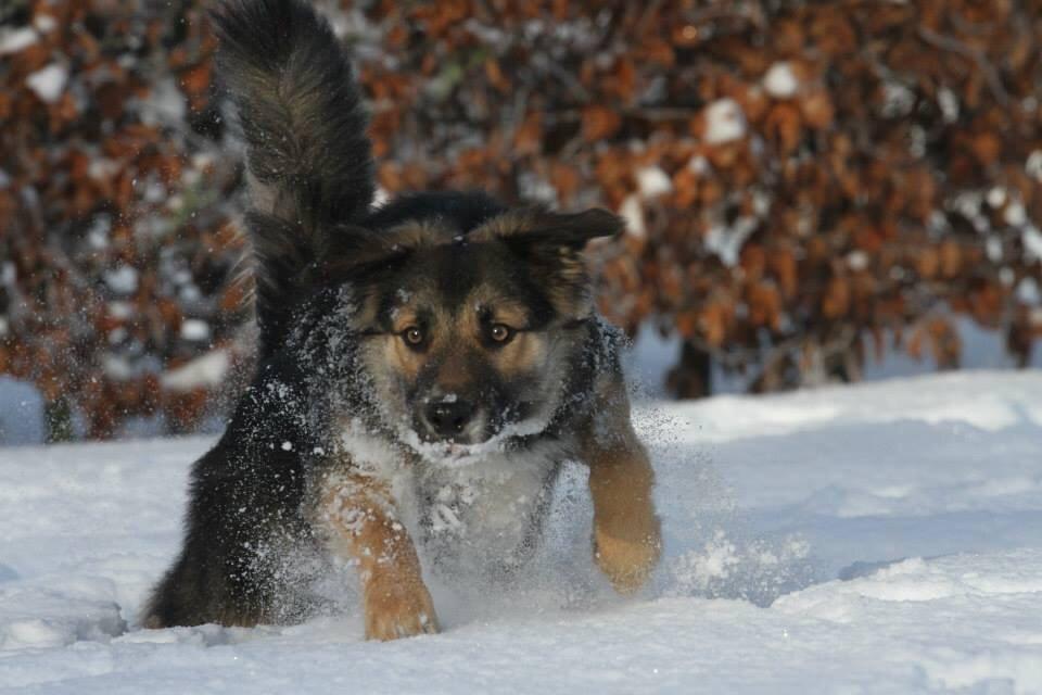 Border collie Bonus billede 17