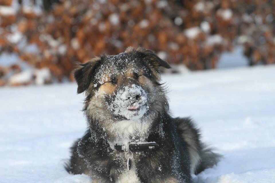 Border collie Bonus billede 15