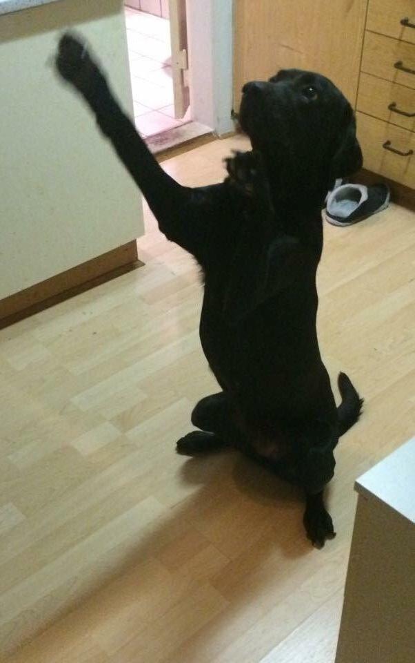 Labrador retriever sasja - jeg overgiver mig billede 18