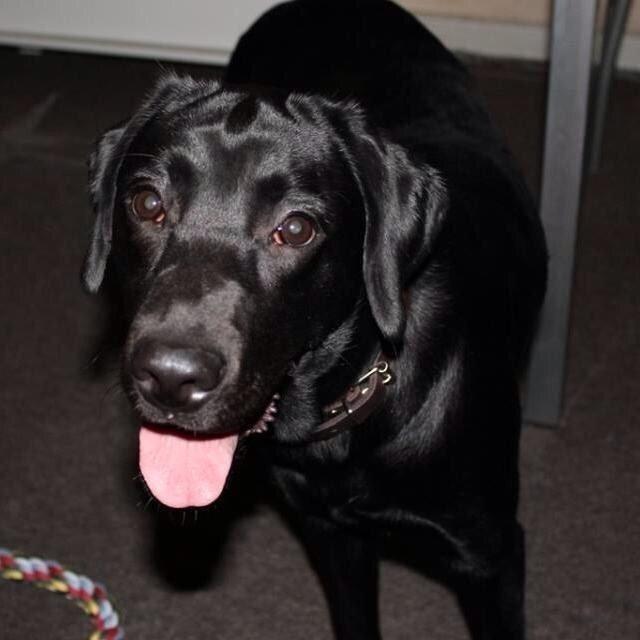 Labrador retriever sasja billede 17