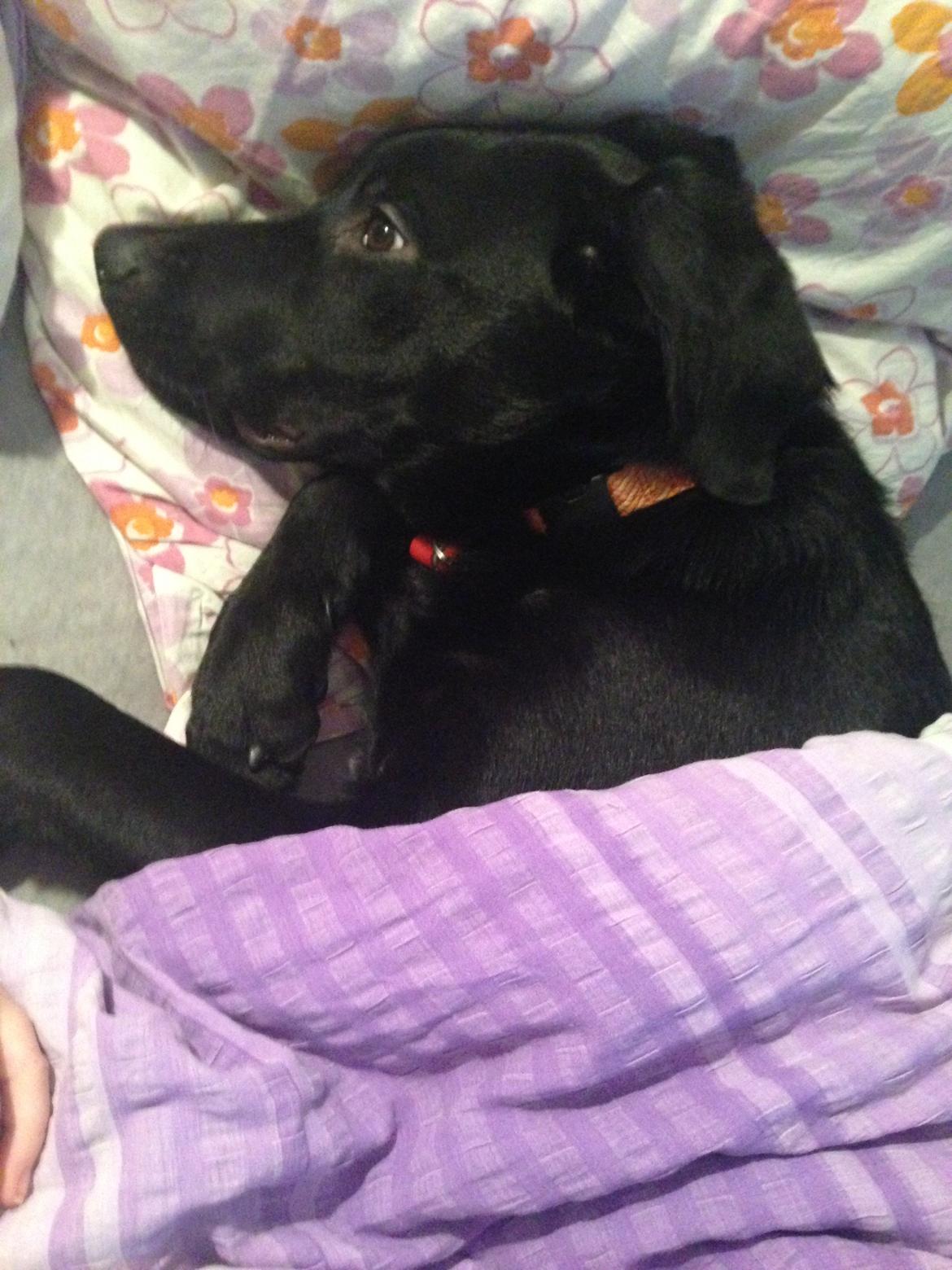 Blanding af racer Maggie billede 6