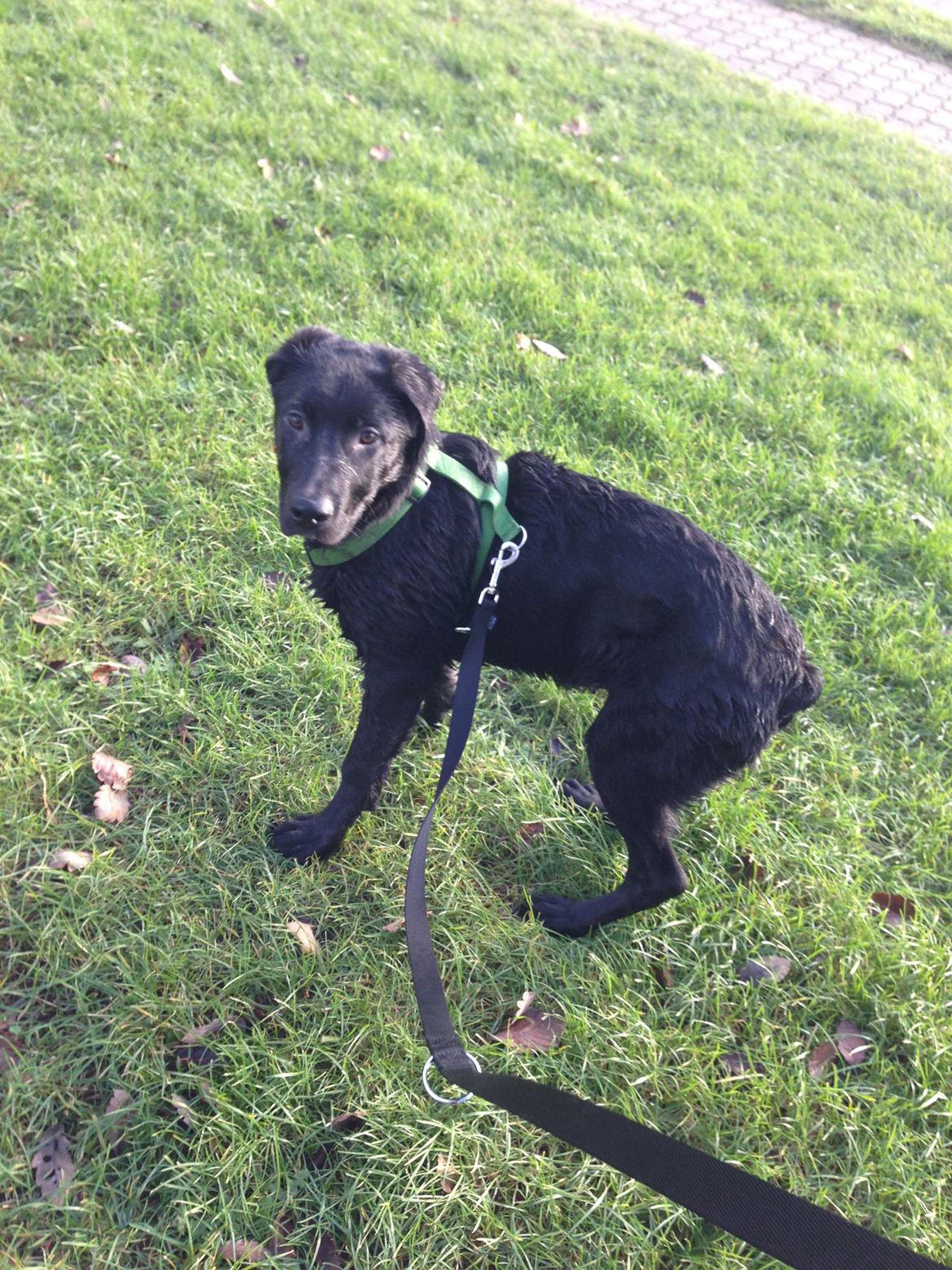 Blanding af racer Maggie billede 8