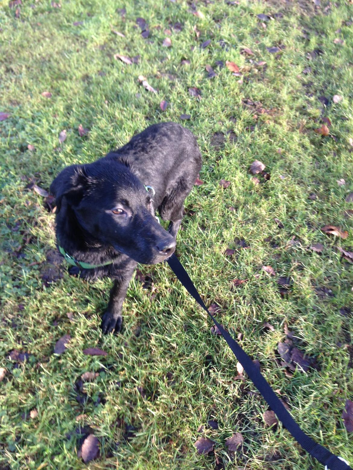 Blanding af racer Maggie billede 9