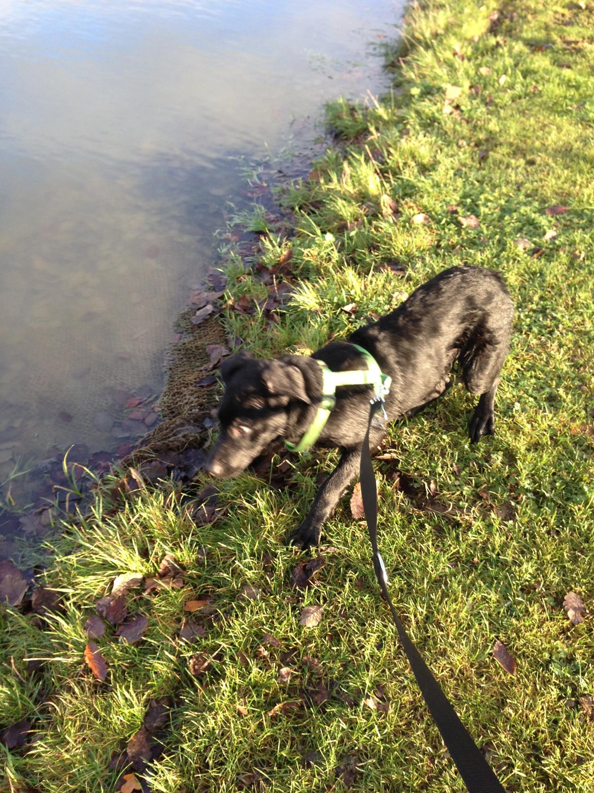 Blanding af racer Maggie billede 10