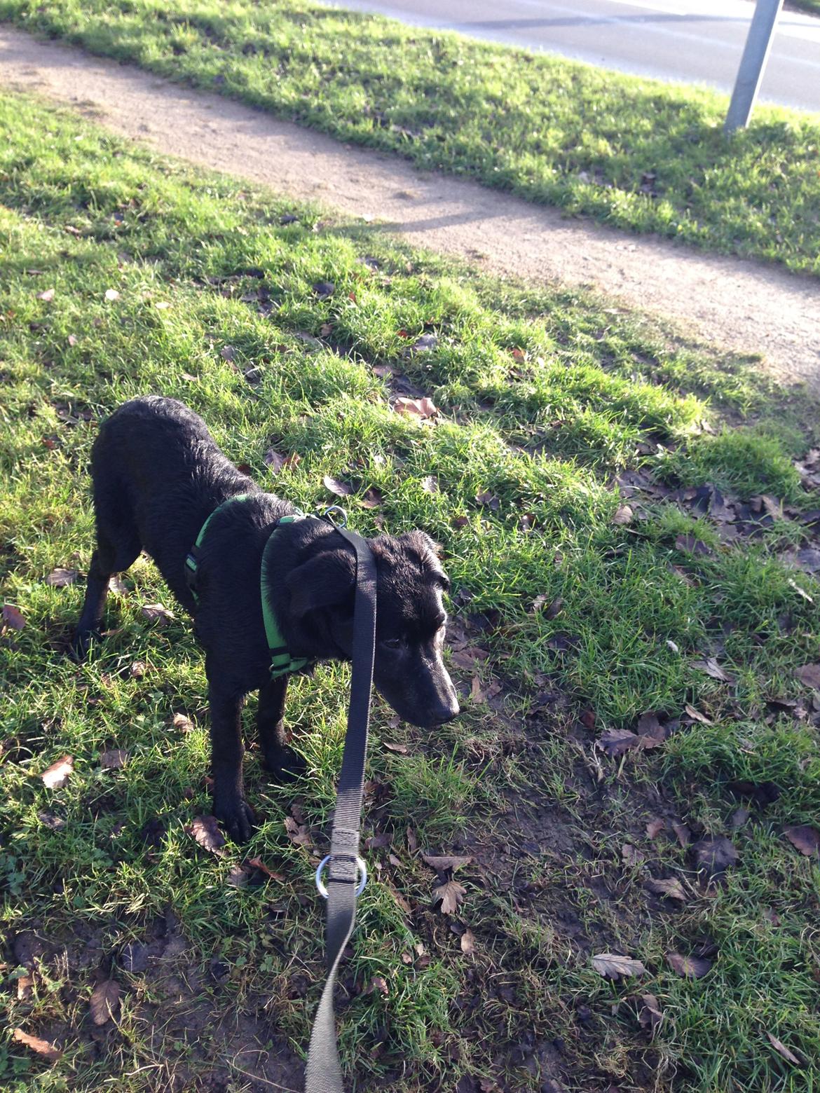 Blanding af racer Maggie billede 11