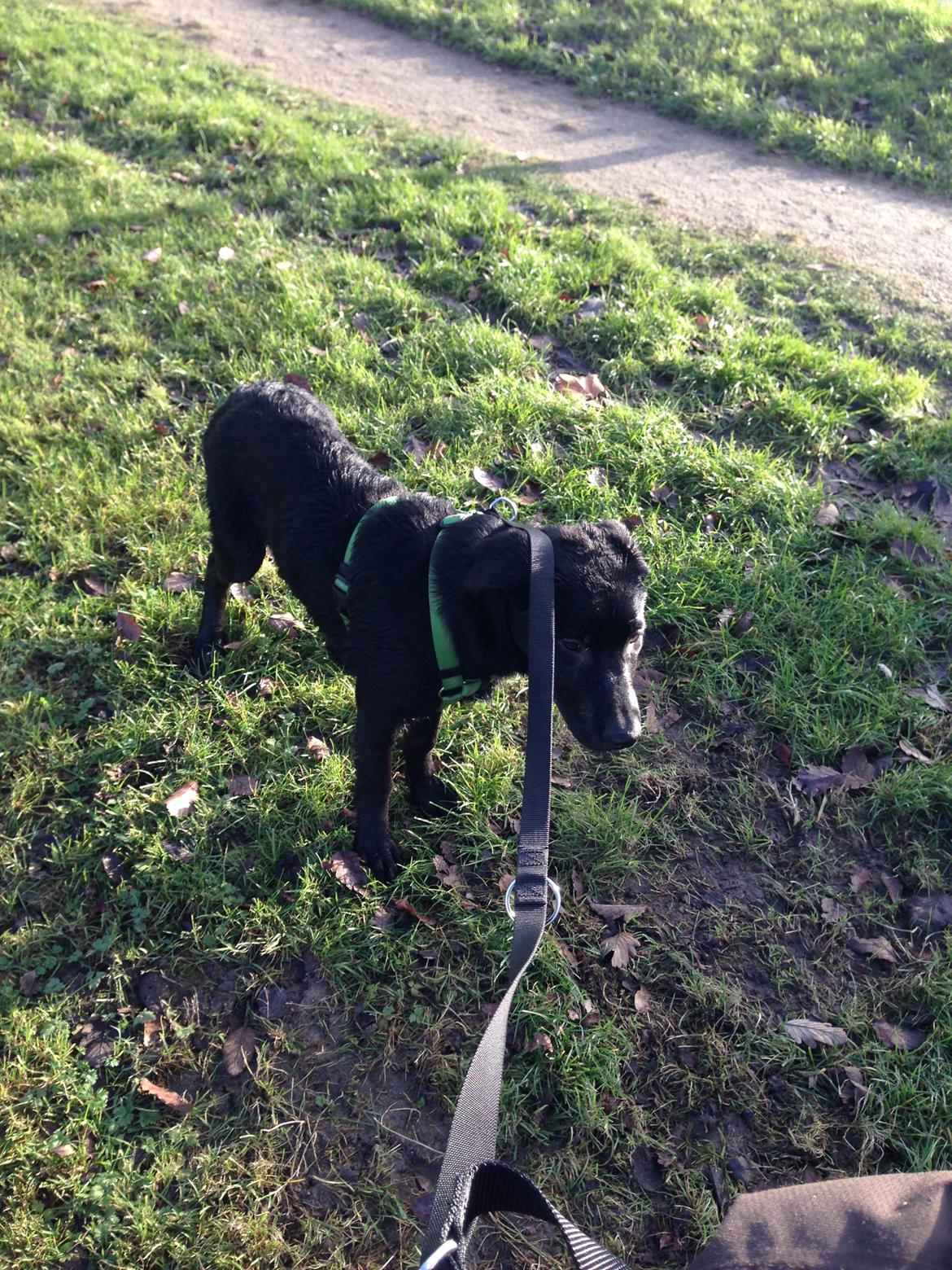 Blanding af racer Maggie billede 12