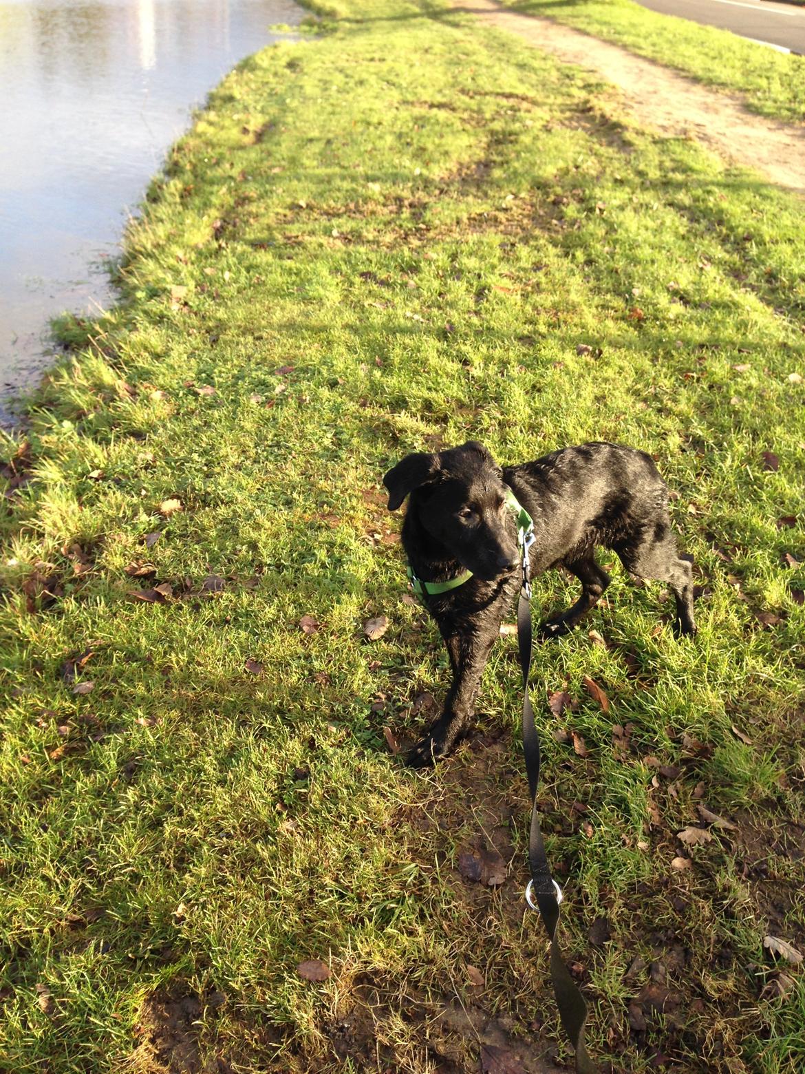 Blanding af racer Maggie billede 13