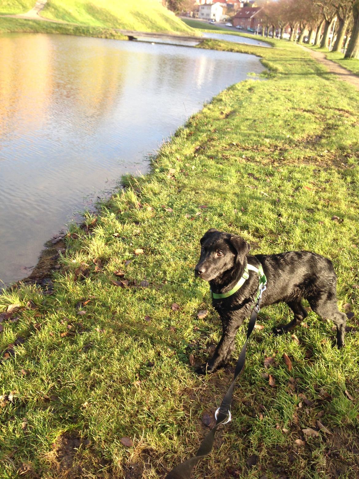 Blanding af racer Maggie billede 14