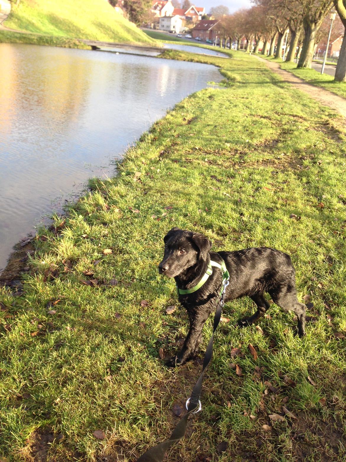 Blanding af racer Maggie billede 15