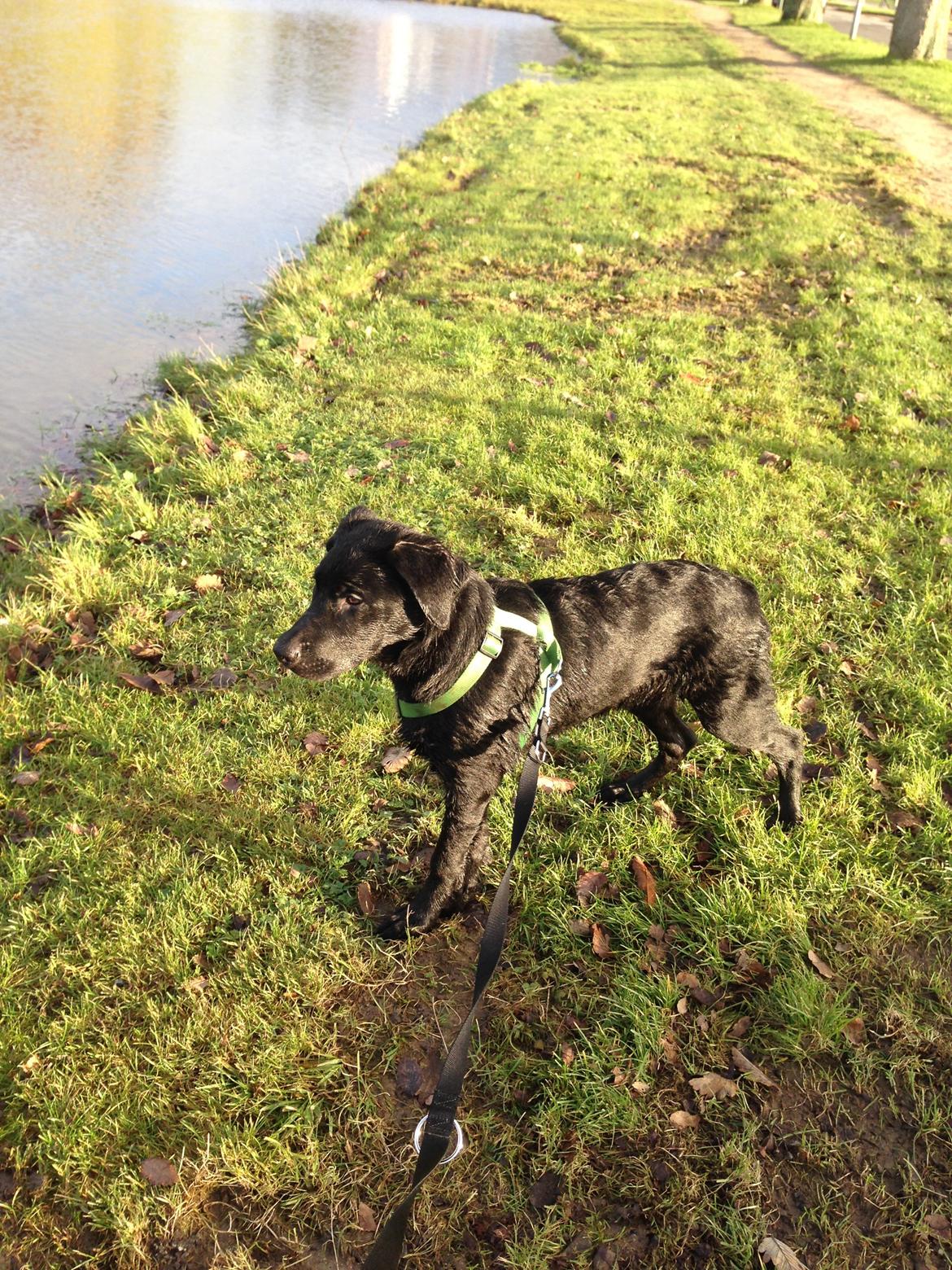 Blanding af racer Maggie billede 16