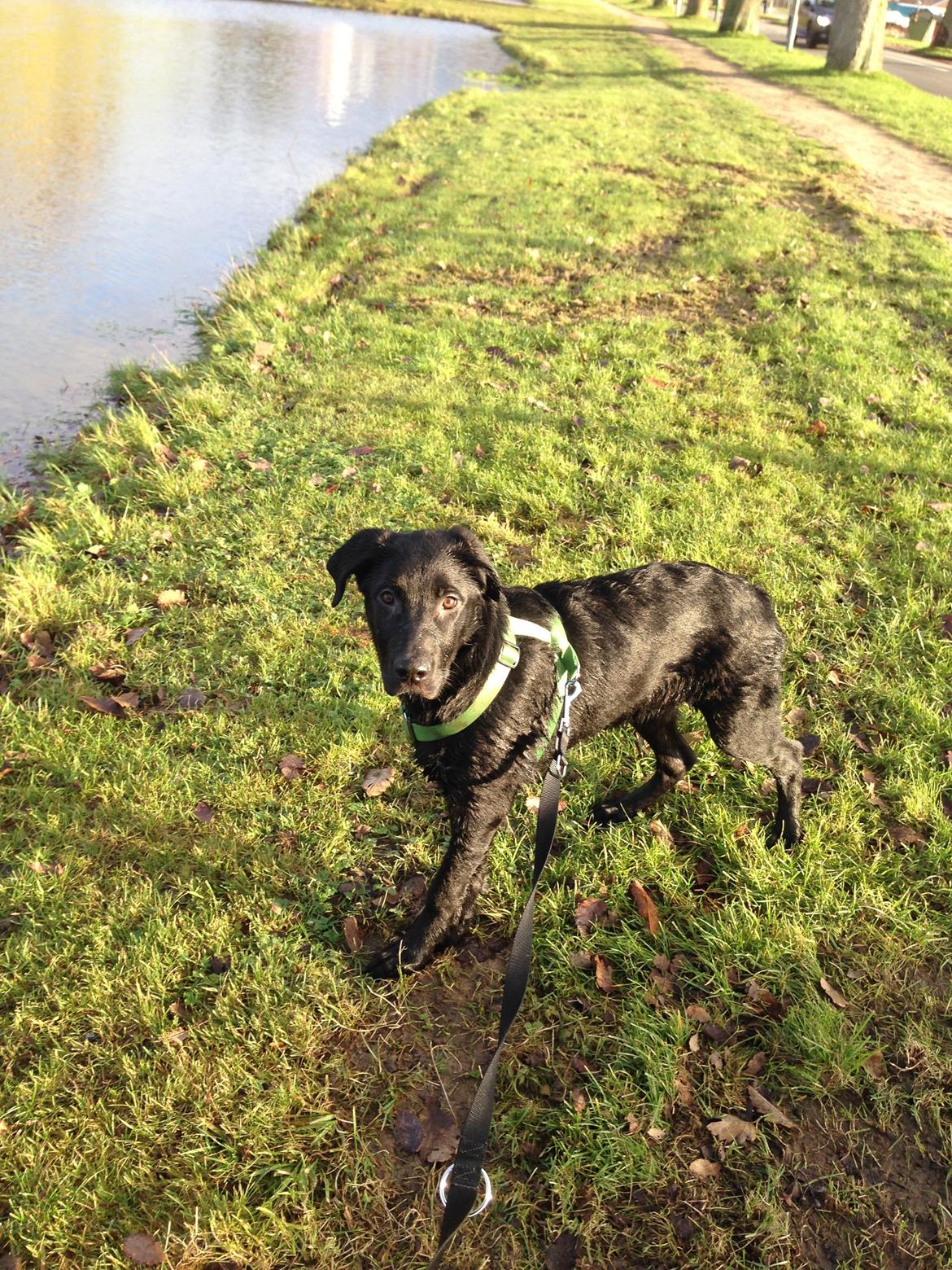 Blanding af racer Maggie billede 17