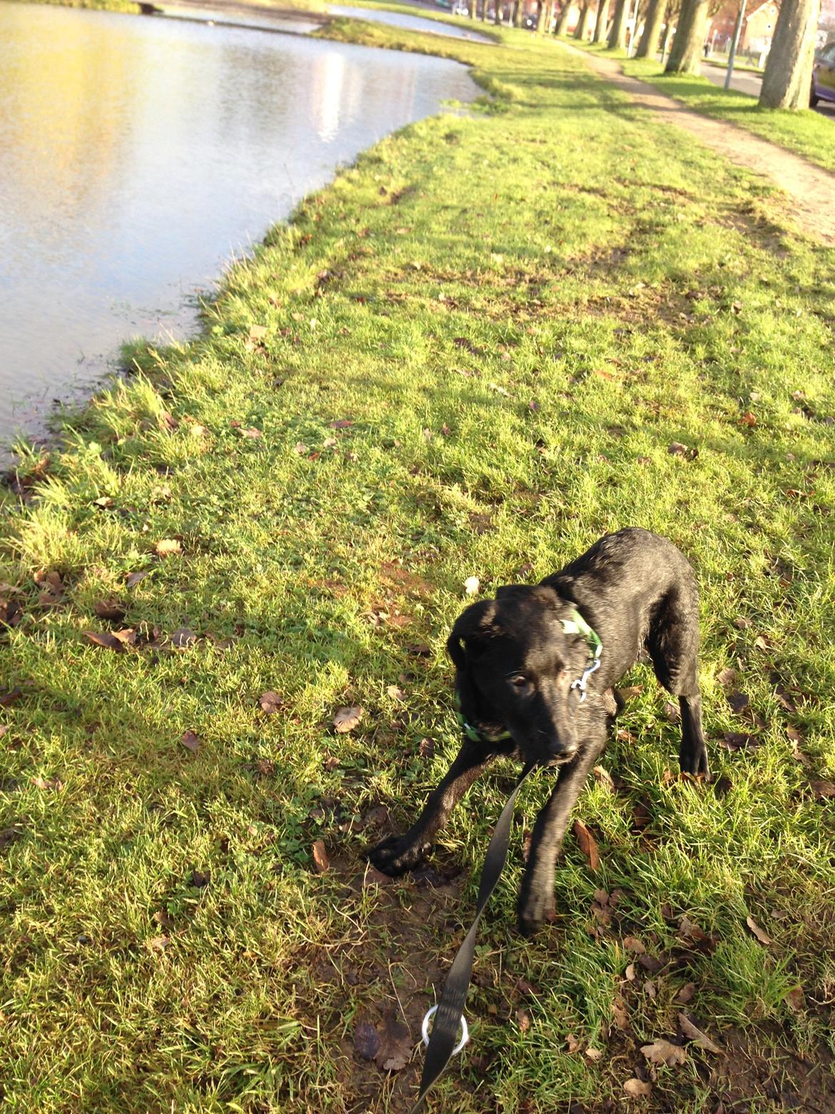 Blanding af racer Maggie billede 18