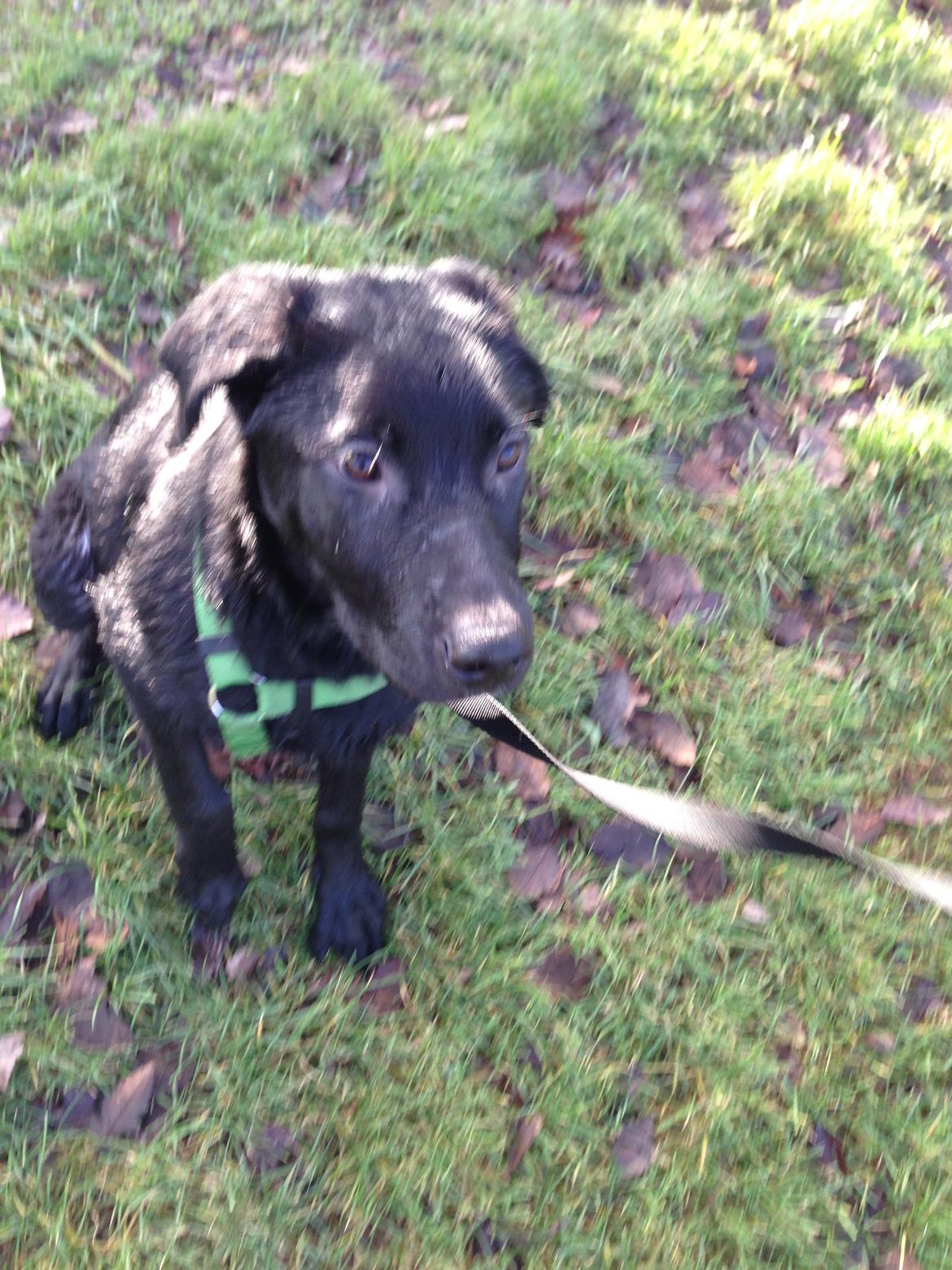 Blanding af racer Maggie billede 19