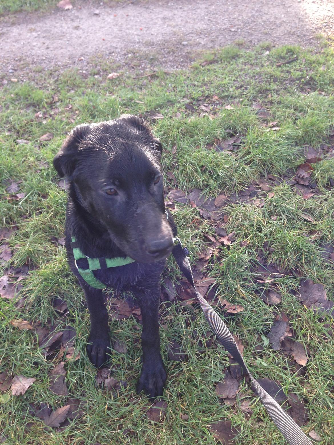 Blanding af racer Maggie billede 20