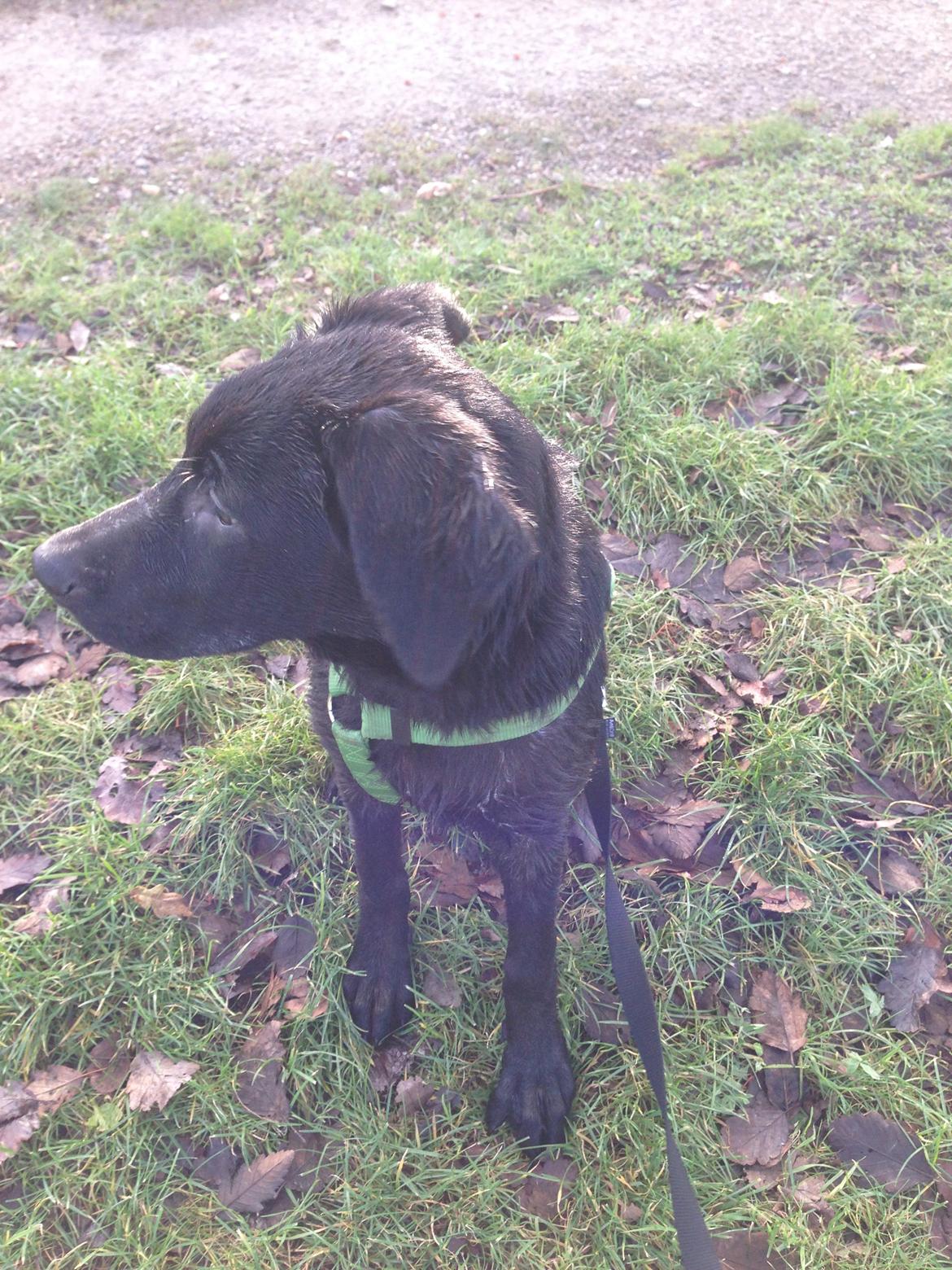 Blanding af racer Maggie billede 21